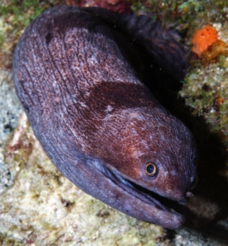 Broadbanded Moray